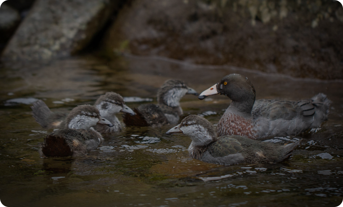 Whio (blue duck) mother splashes around with her ducklings in the upper Waioeka Gorge.