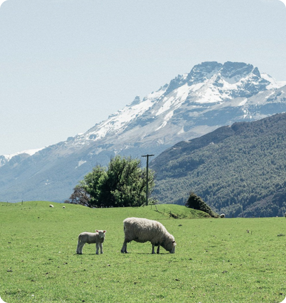 Sheep in a field below a snow capped mountain in New Zealand.