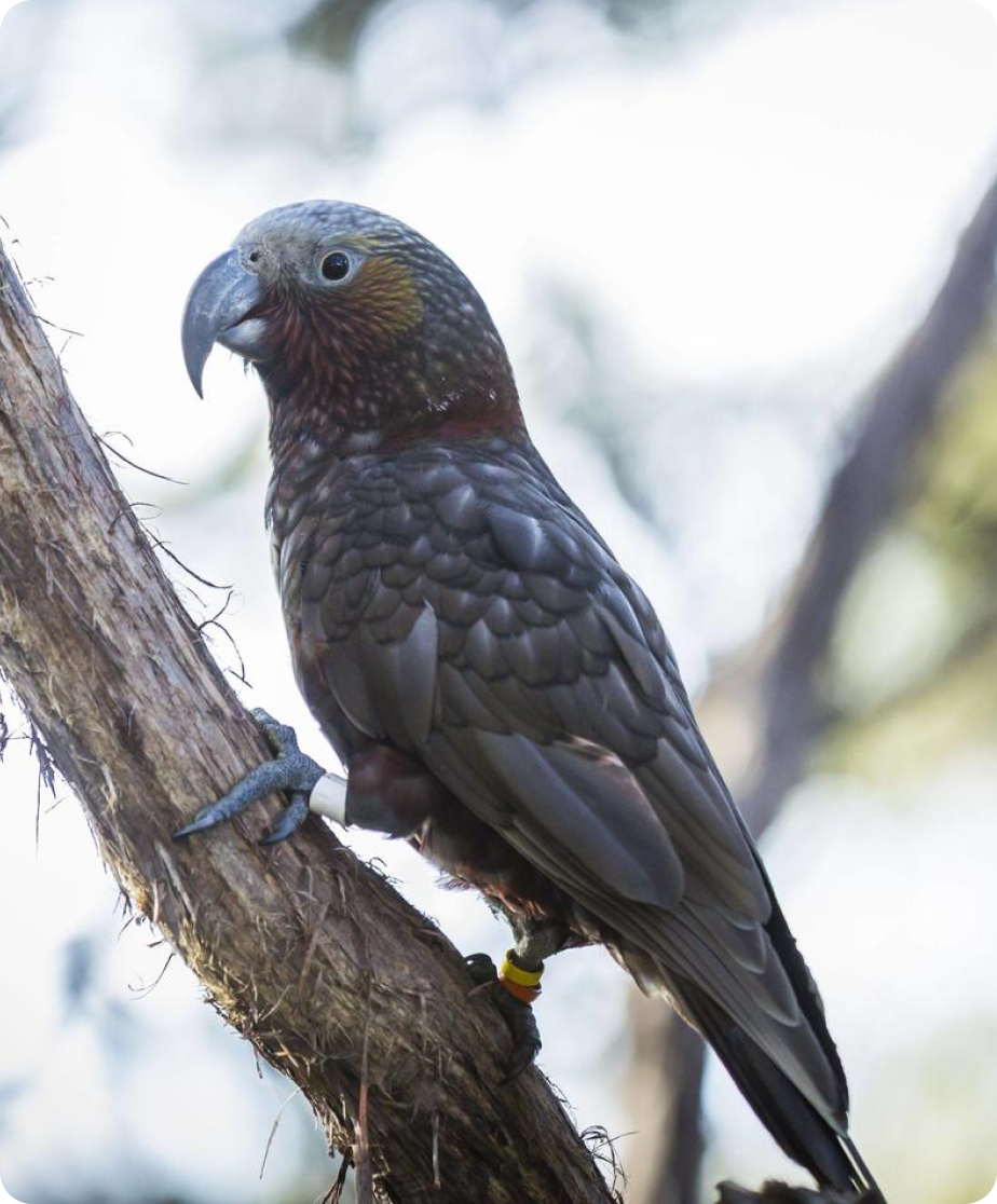 A Kakapo grips a tree branch.